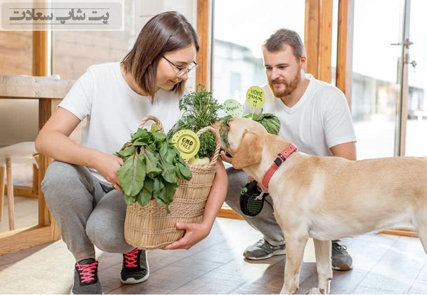 برنامه غذایی سگ در فصل بهار